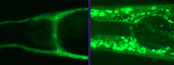 Left: Expression of glt-3 in the canal cell    Right: Expression of glt-1 around the nerve ring